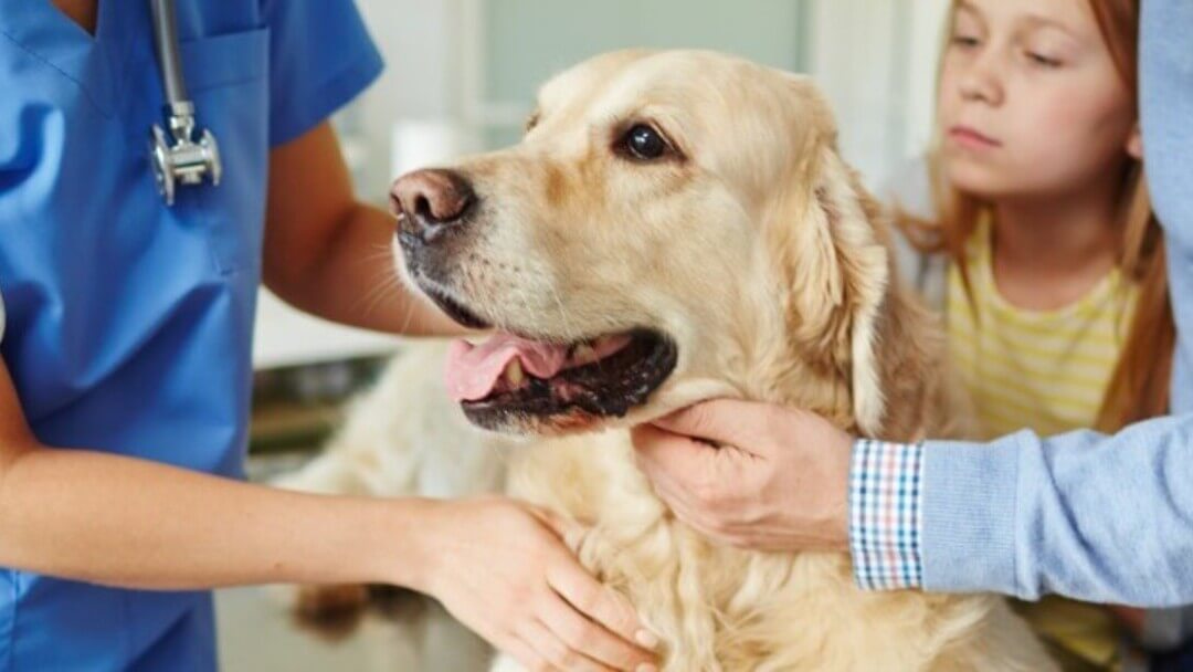 Dog throwing sales up randomly